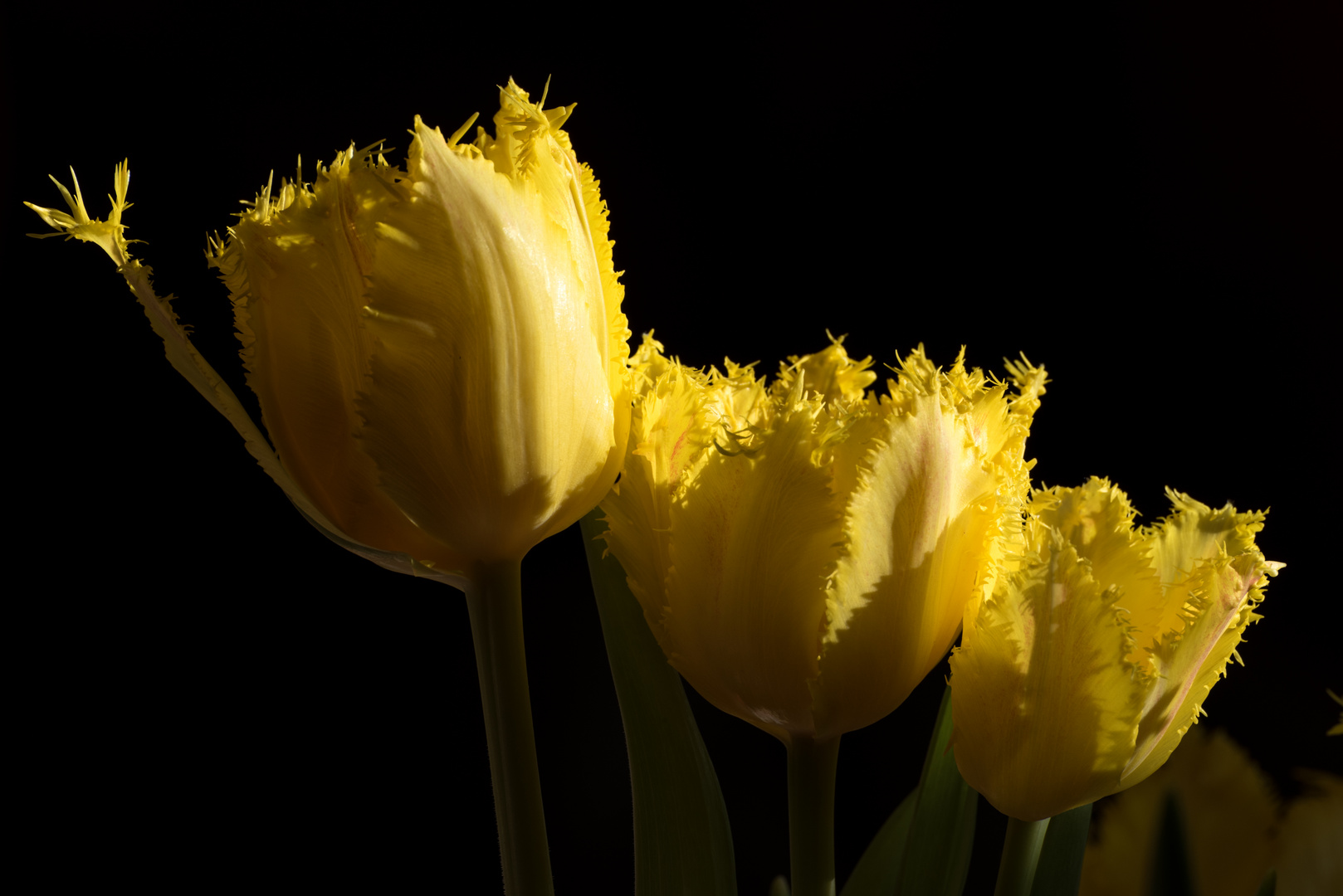 Tulpen