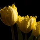 Tulpen