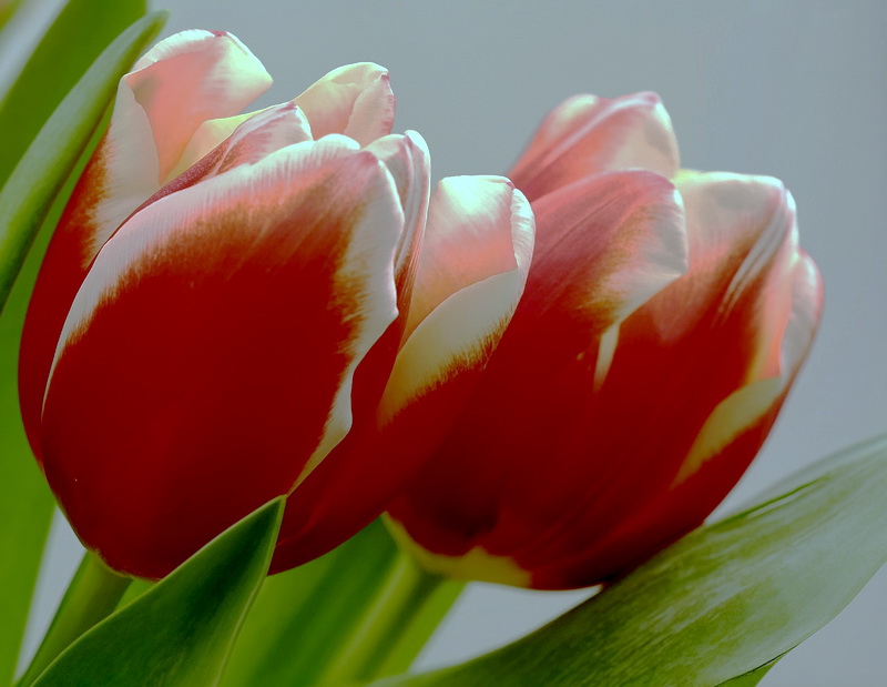 Tulpen