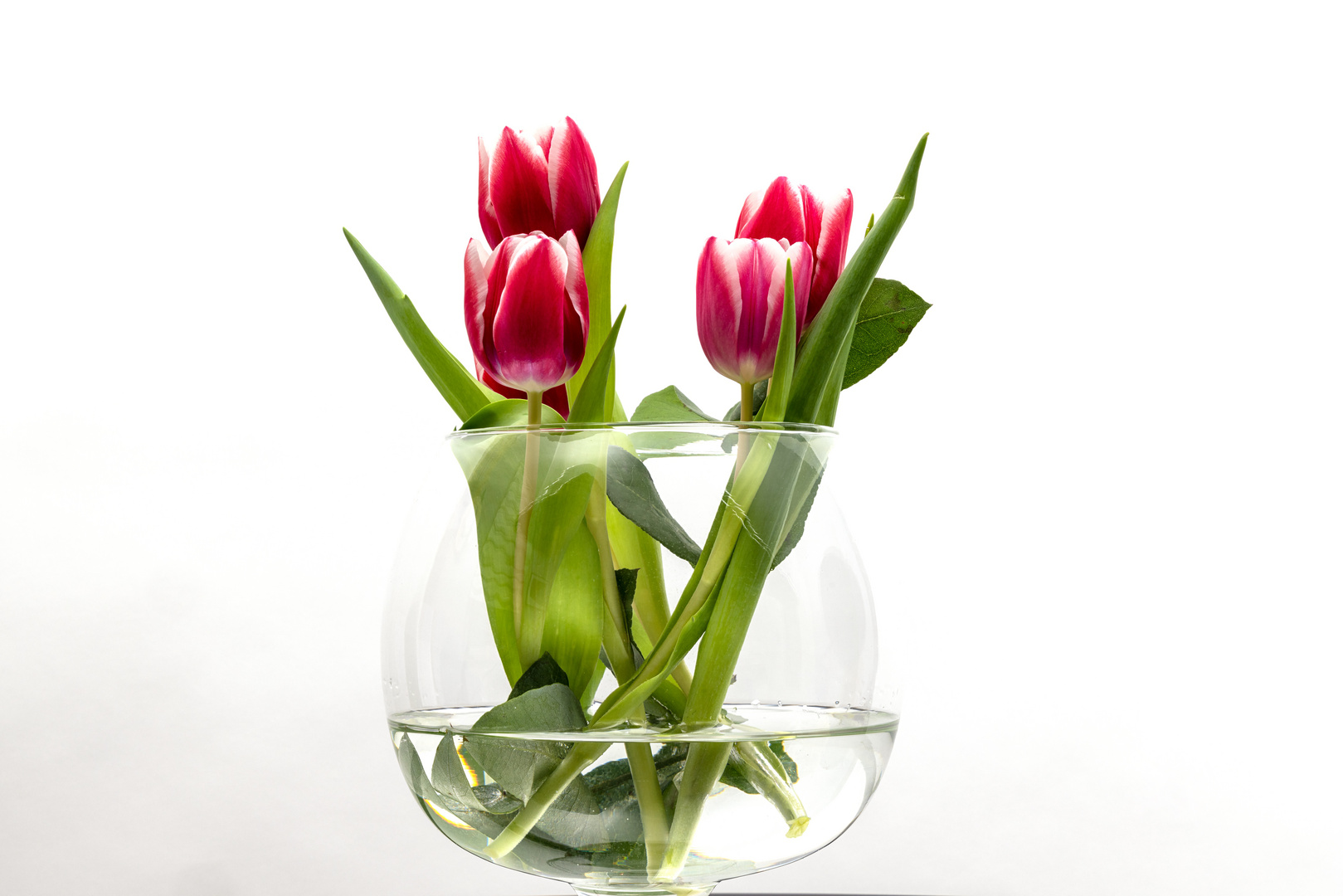 Tulpen