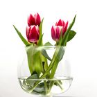 Tulpen