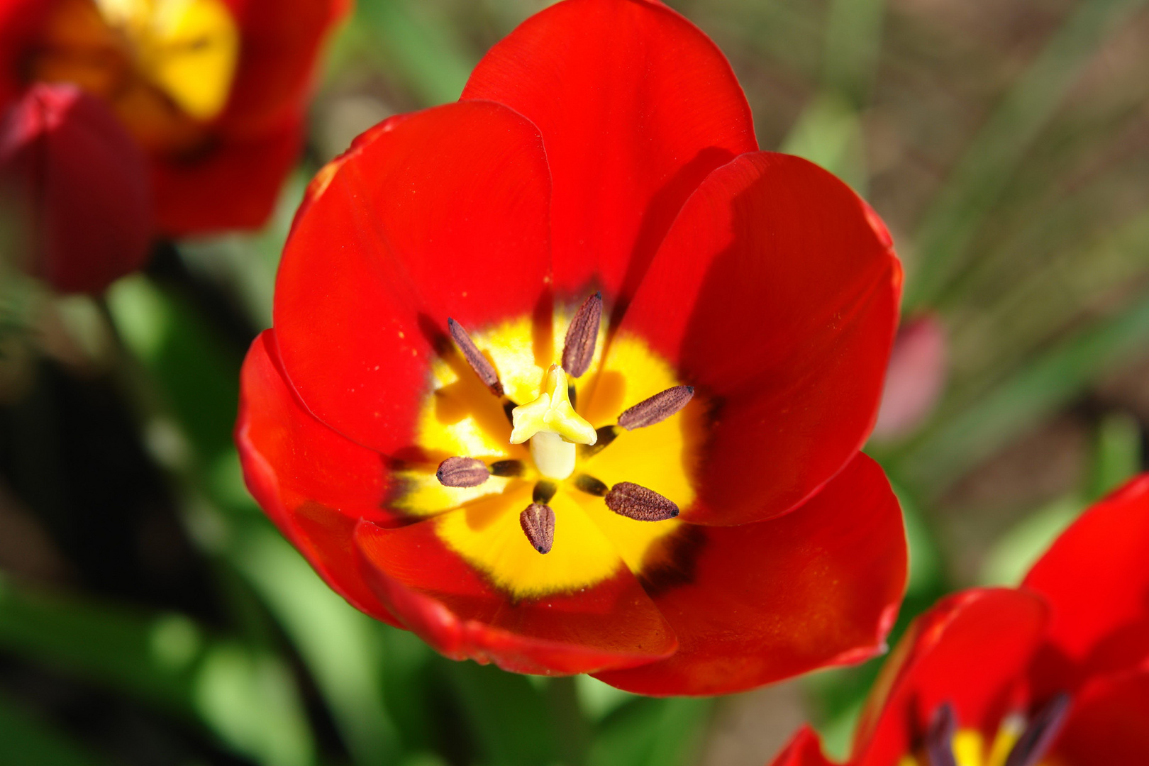 Tulpen