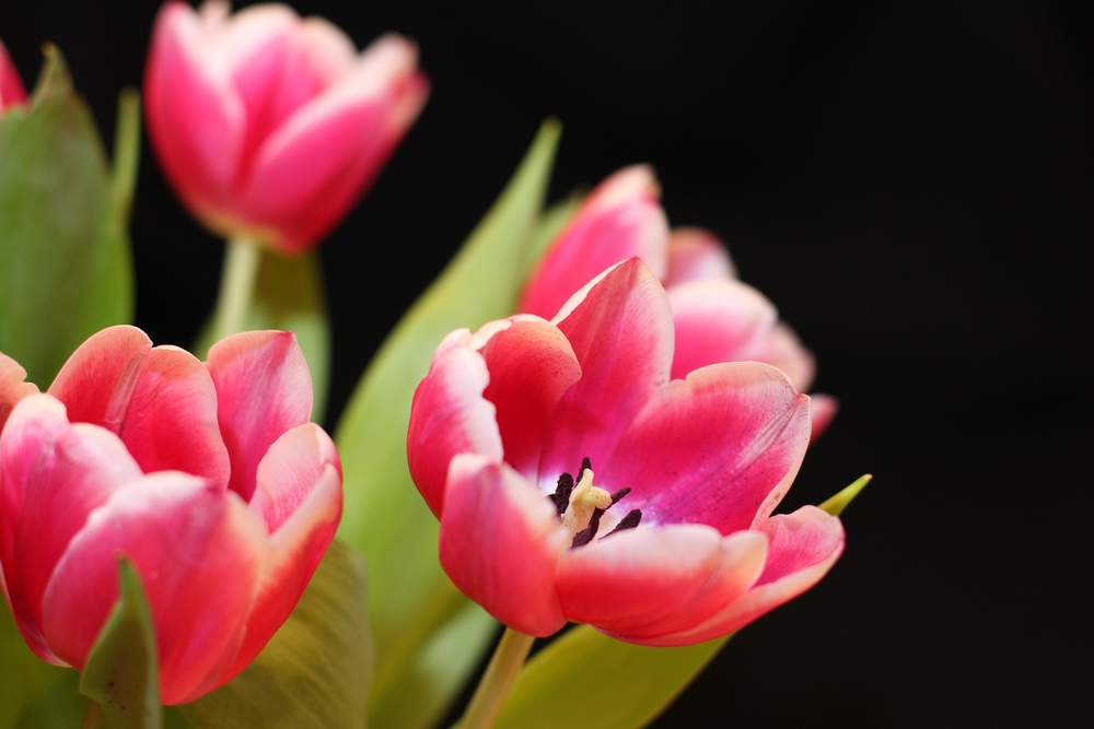 Tulpen