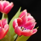 Tulpen