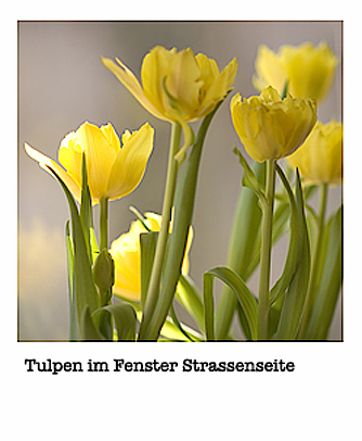 Tulpen