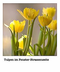 Tulpen