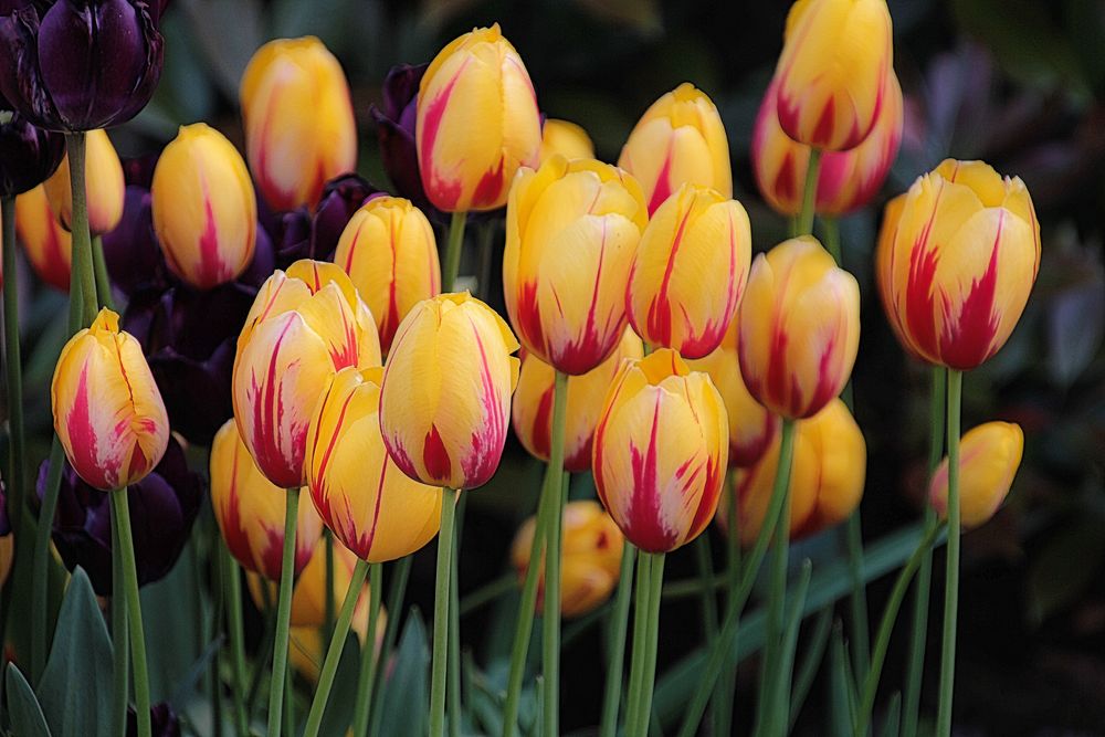 Tulpen