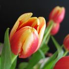 ...Tulpen ...