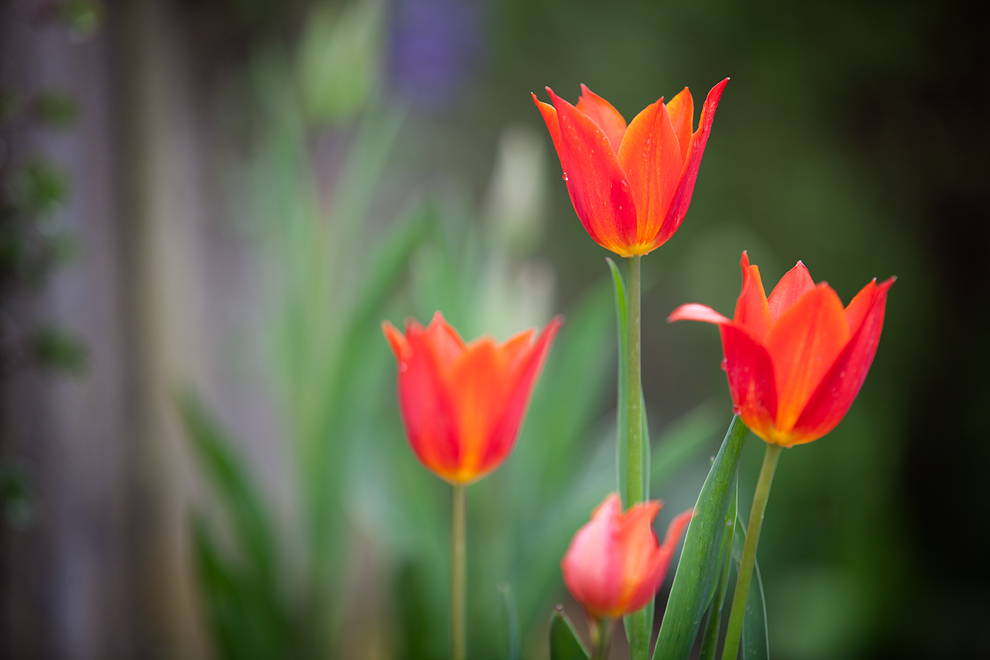 Tulpen