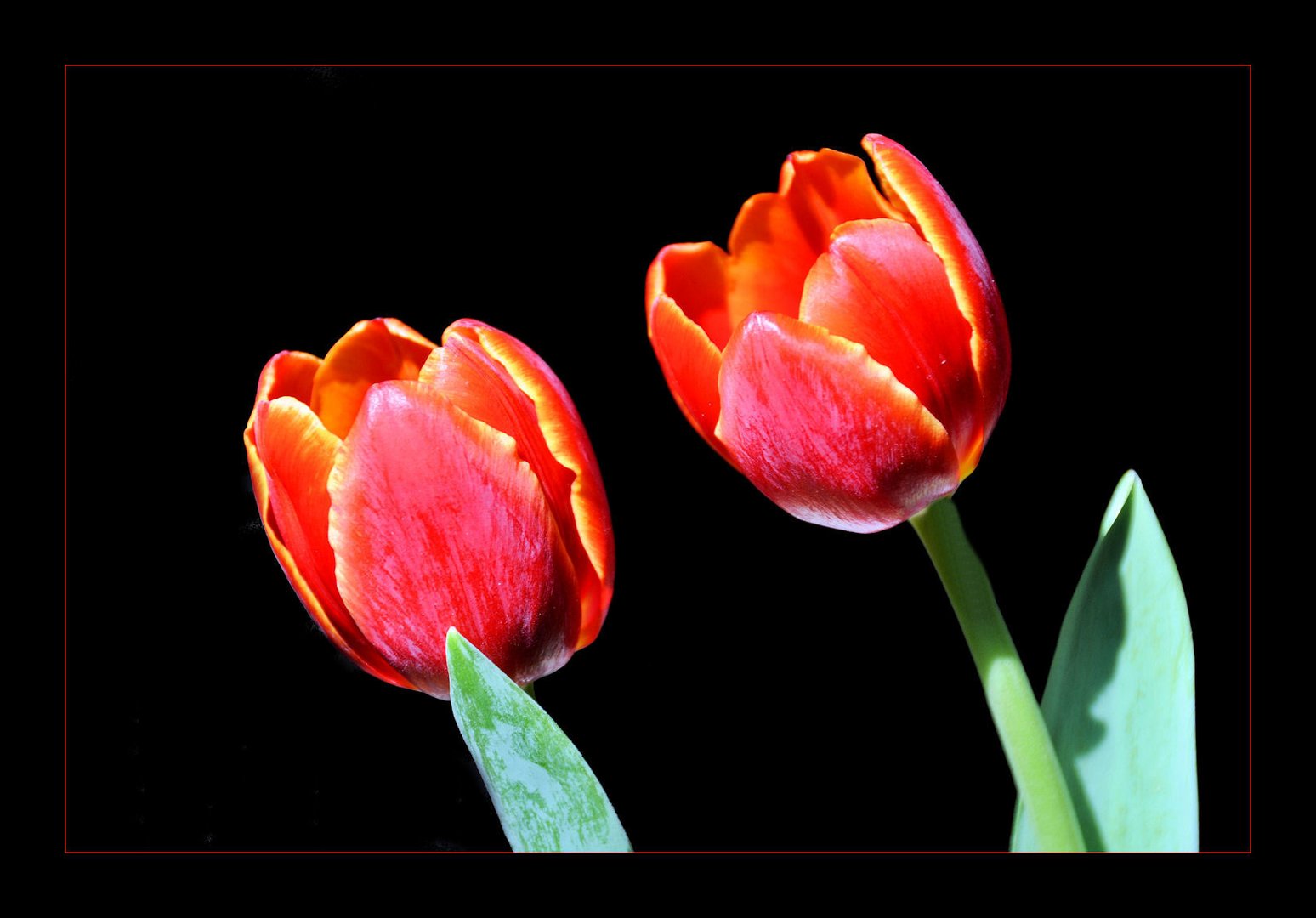 TULPEN