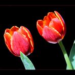 TULPEN