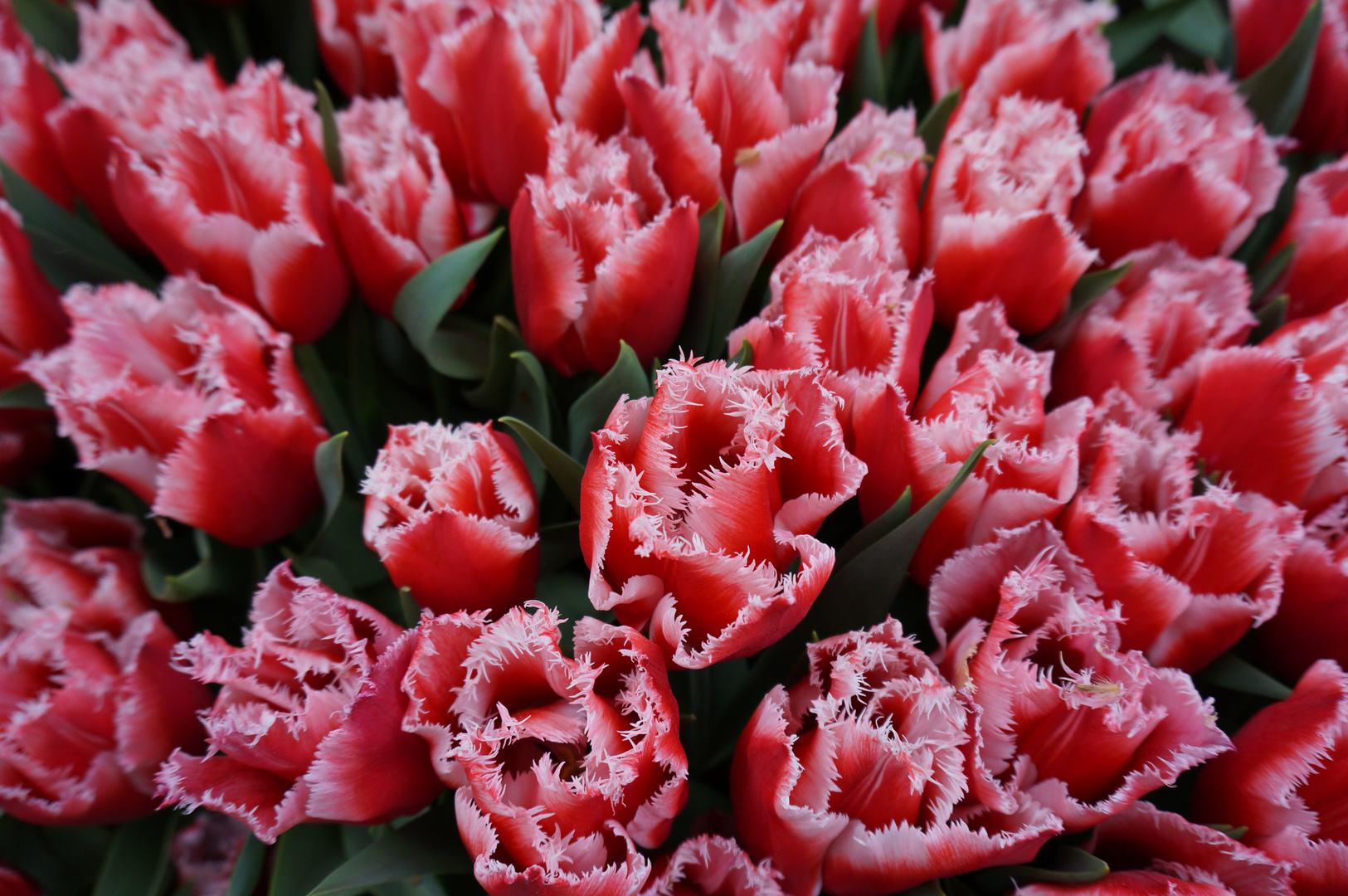 Tulpen