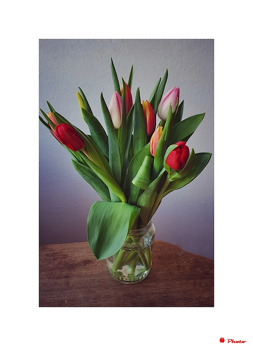 Tulpen