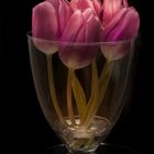 Tulpen