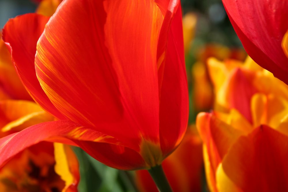 ++ Tulpen ++ by Volker Apostel 