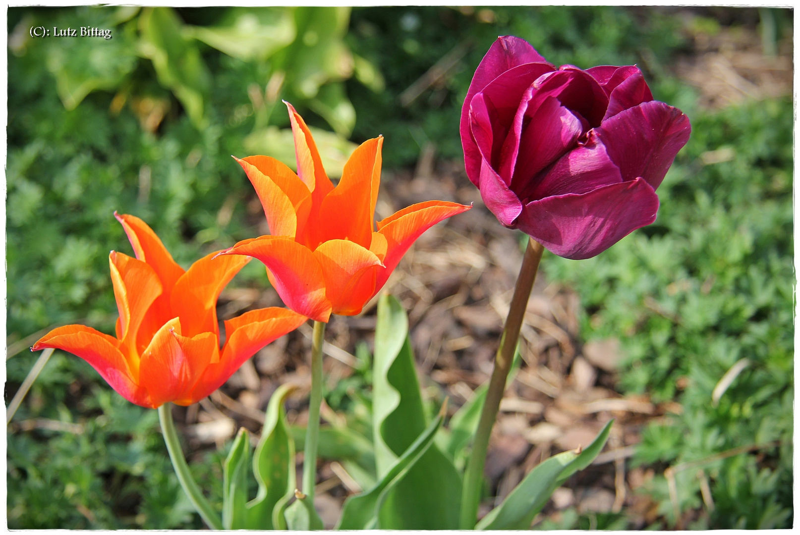 Tulpen