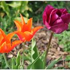 Tulpen