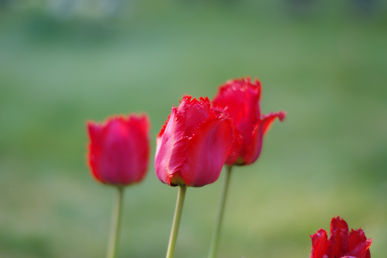 tulpen