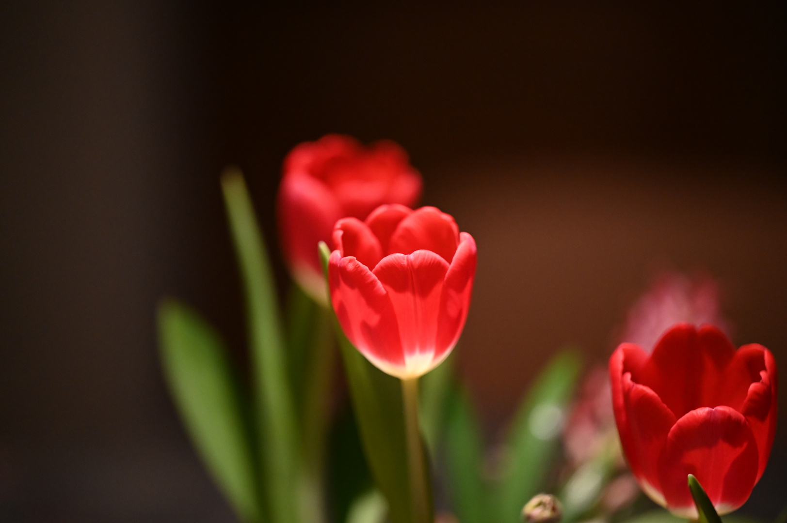 Tulpen