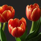 Tulpen!