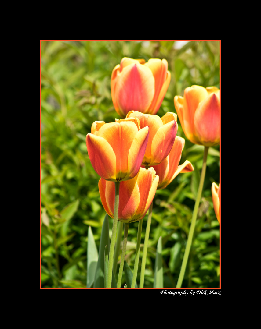 Tulpen 