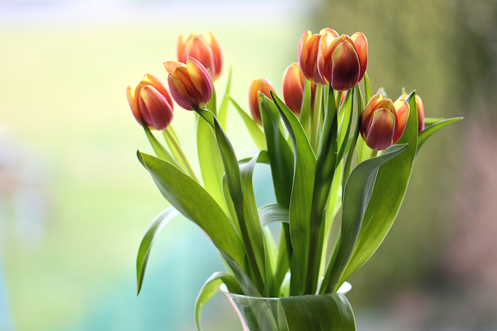 TULPEN