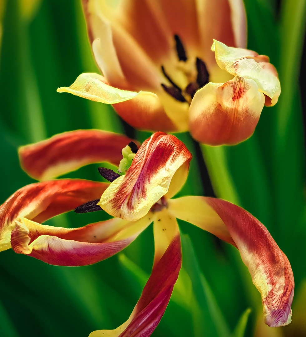 Tulpen