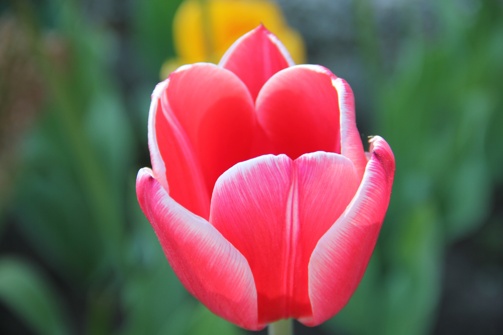 Tulpen