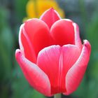 Tulpen