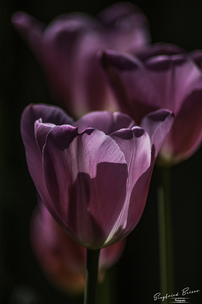 Tulpen