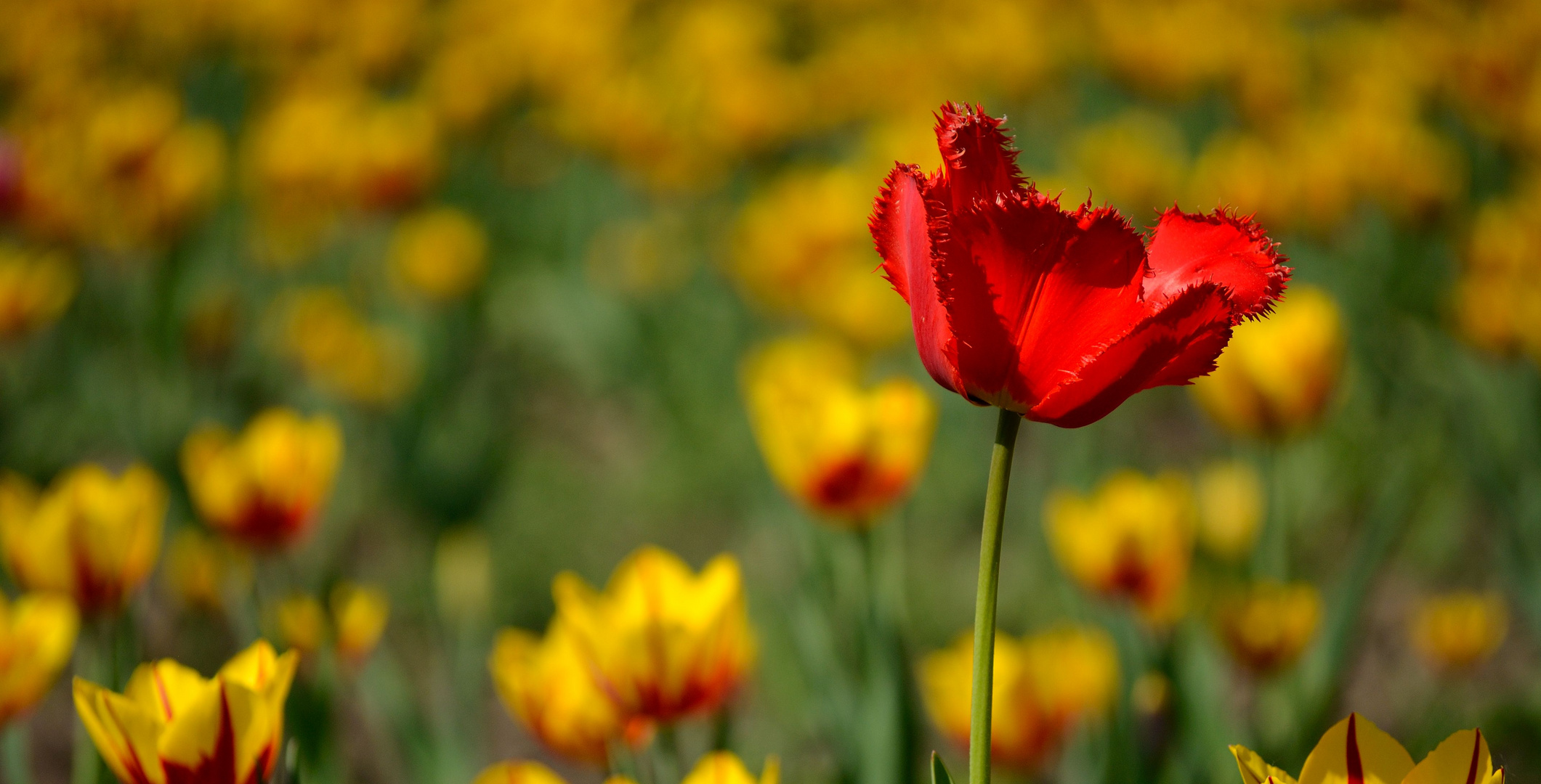 Tulpen