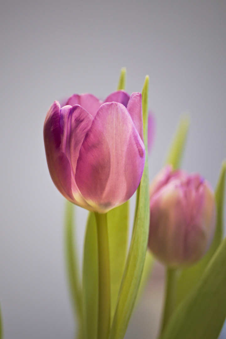 Tulpen