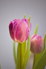 Tulpen