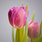 Tulpen