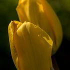 Tulpen 7