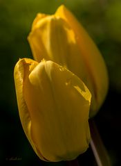 Tulpen 7