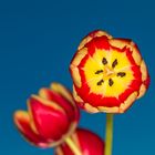 Tulpen (7)