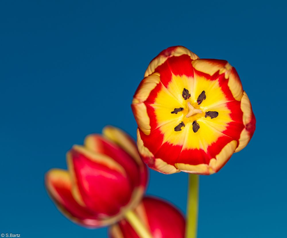 Tulpen (7)