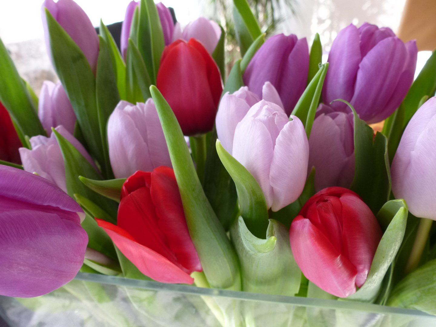 Tulpen