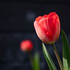 Tulpen