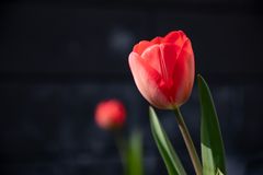 Tulpen