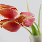 Tulpen!