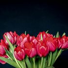 Tulpen