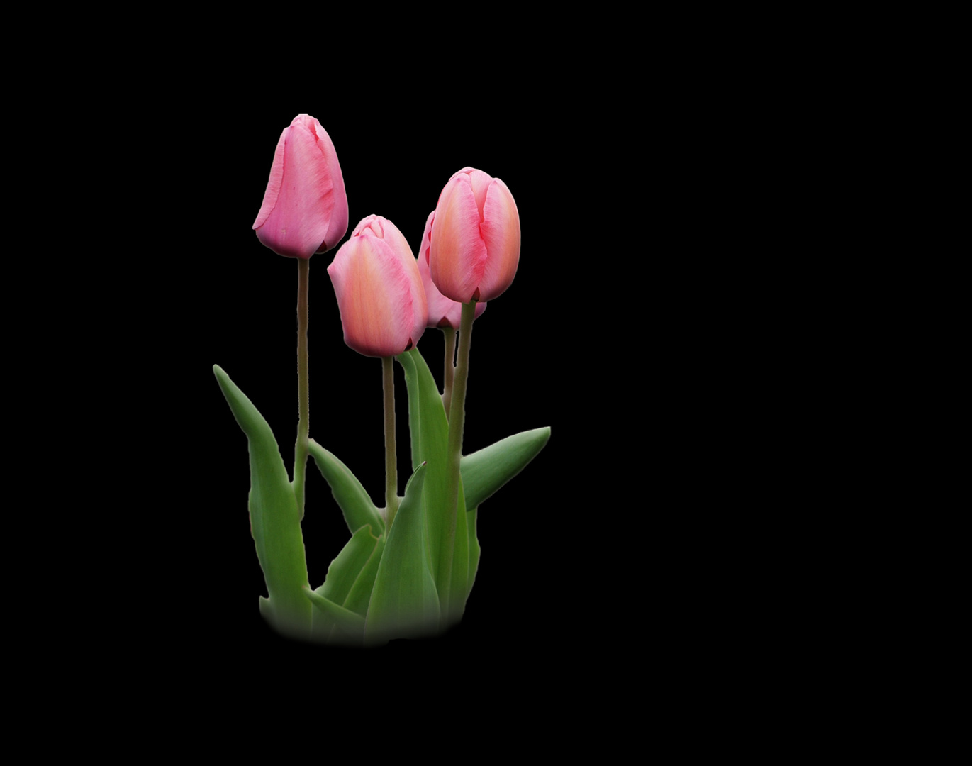 Tulpen