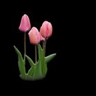 Tulpen