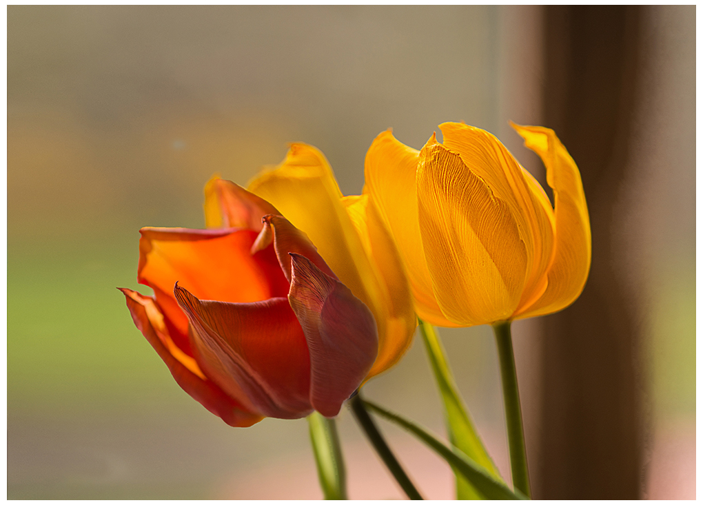 Tulpen