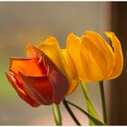 Tulpen