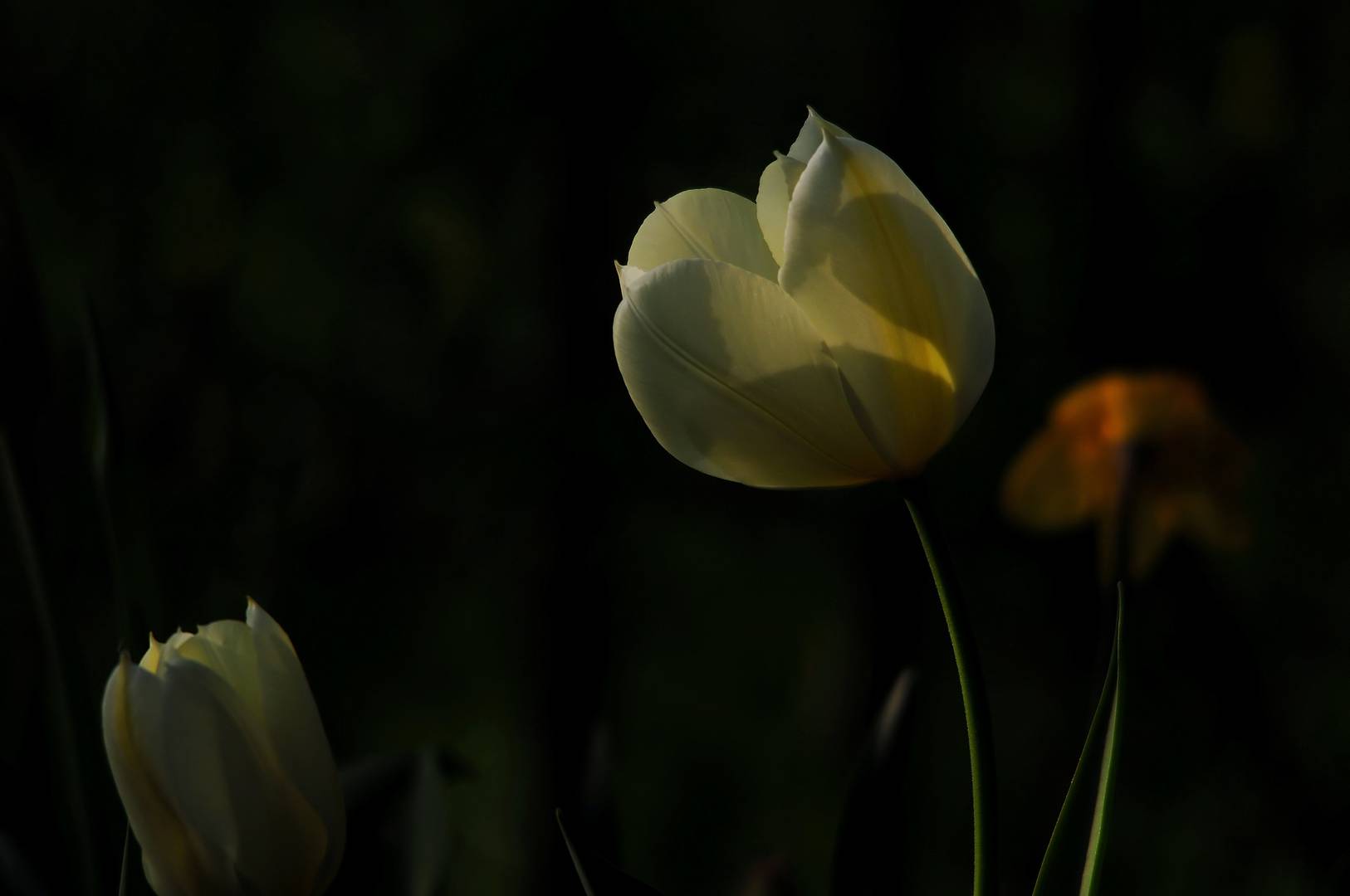 Tulpen...