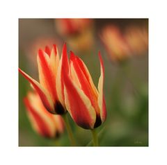 Tulpen