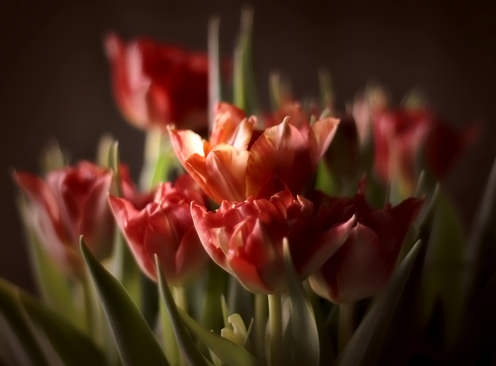 Tulpen